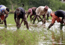 महासमुंद : राजीव गांधी ग्रामीण भूमिहीन कृषि मजदूर न्याय योजनांतर्गत प्राप्त हुए 36421 आवेदन : दावा आपत्ति 24 तारीख़ तक, निराकरण उपरांत पात्र परिवार इस योजना से जुड़ जाएँगे…