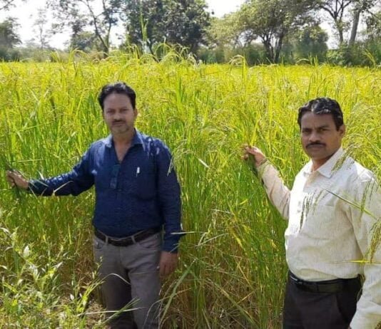 राजनांदगांव : जैविक खेती को अपनाकर कृषक खेमलाल देवांगन ने समृद्धि की दिशा में बढ़ाए कदम…