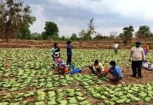 राजनांदगांव : तेन्दूपत्ता संग्रहण से वनवासियों के जीवन में आ रही खुशहाली : शासन द्वारा न्यूनतम समर्थन मूल्य पर तेन्दूपत्ता की खरीदी करने से ग्रामीणों को मिला लाभ…