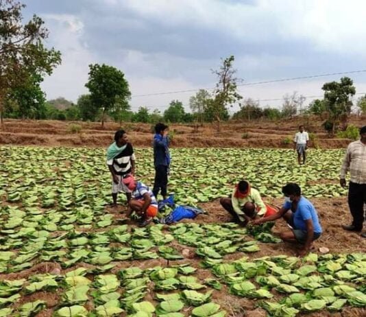 राजनांदगांव : तेन्दूपत्ता संग्रहण से वनवासियों के जीवन में आ रही खुशहाली : शासन द्वारा न्यूनतम समर्थन मूल्य पर तेन्दूपत्ता की खरीदी करने से ग्रामीणों को मिला लाभ…