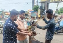 नगर निगम का मवेशी धर-पकड अभियान, आज पकडे 28 मवेशी, दो दिनों में पकडे 40 मवेशी…