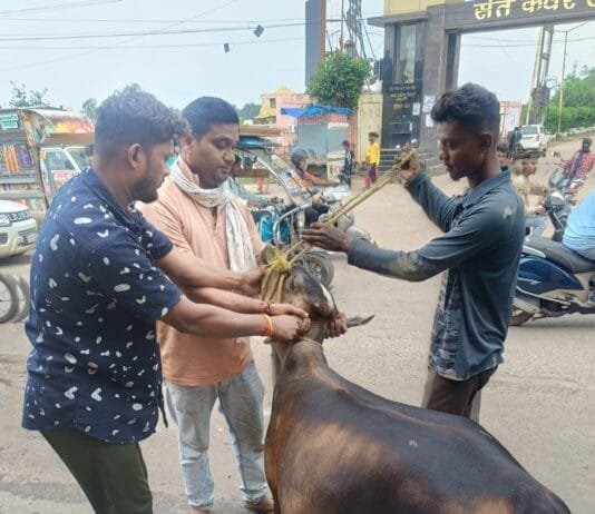 नगर निगम का मवेशी धर-पकड अभियान, आज पकडे 28 मवेशी, दो दिनों में पकडे 40 मवेशी…