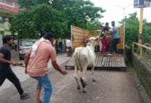 राजनांदगांव : मवेशी धर-पकड अभियान जारी…