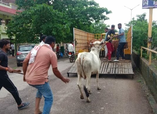 राजनांदगांव : मवेशी धर-पकड अभियान जारी…