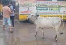 राजनांदगांव : नगर निगम का मवेशी धर-पकड अभियान, आज पकडे 16 मवेशी…