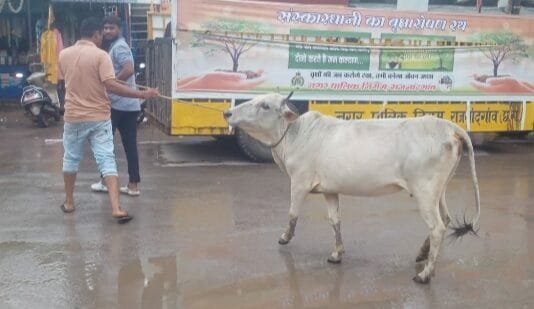 राजनांदगांव : नगर निगम का मवेशी धर-पकड अभियान, आज पकडे 16 मवेशी…