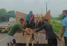 राजनांदगांव : मवेशी मालिकों की लापरवाही पर आयुक्त ने मवेशी घर में बाध कर रखने की अपील…