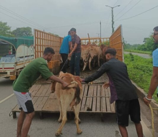 राजनांदगांव : मवेशी मालिकों की लापरवाही पर आयुक्त ने मवेशी घर में बाध कर रखने की अपील…