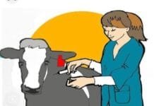 राजनांदगांव : एफएमडी रोग से पशुओं की सुरक्षा के लिए विशेष टीकाकरण अभियान 30 सितम्बर तक…