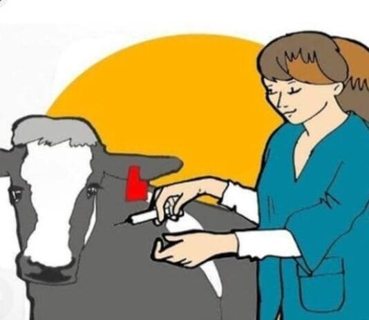 राजनांदगांव : एफएमडी रोग से पशुओं की सुरक्षा के लिए विशेष टीकाकरण अभियान 30 सितम्बर तक…