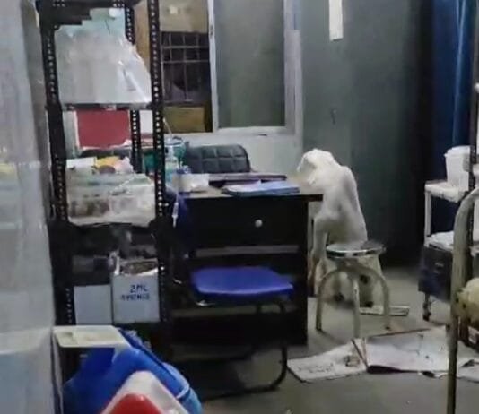 सरकार ने गायों को गोठनों से निकला तो पहुंच गया अस्पताल , खाने को ढूढ़ रहे मल्टीविटामिन दवाई…