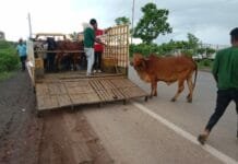राजनांदगांव : दुर्घटना से बचाने निगम का मवेशी धर-पकड अभियान…