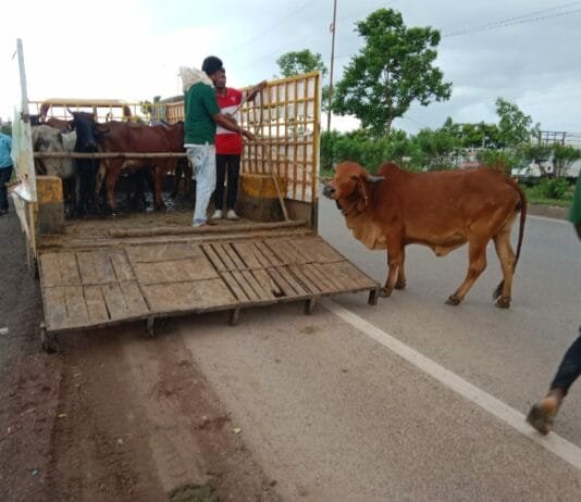 राजनांदगांव : दुर्घटना से बचाने निगम का मवेशी धर-पकड अभियान…