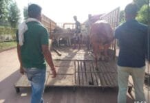 राजनांदगांव : मवेशी धर-पकड अभियान में निगम की टीम ने राम दरबार मंदिर हाईवे रोड से 8 मवेशी पकड़े…