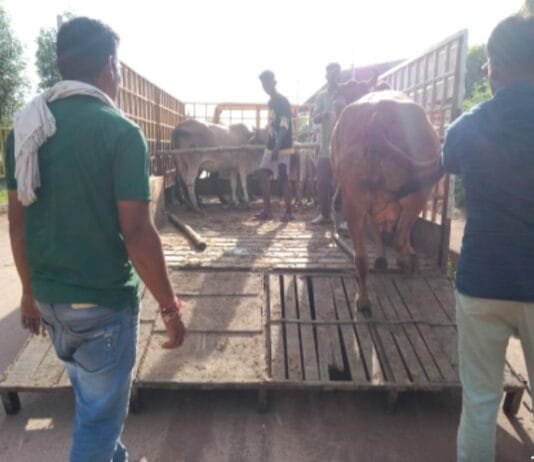 राजनांदगांव : मवेशी धर-पकड अभियान में निगम की टीम ने राम दरबार मंदिर हाईवे रोड से 8 मवेशी पकड़े…