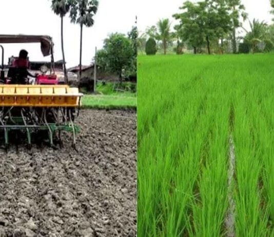 रायपुर : राज्य में लक्ष्य का 93 प्रतिशत बोनी पूर्ण