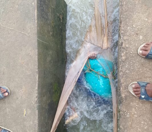 मछली फसाने जाल बिछाई मछुआरा खुद फसा ,मौत..