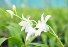 राजनांदगांव : फूलों की खेती से साक्षी को लगभग 8 से 10 लाख रूपए का होगा मुनाफा…