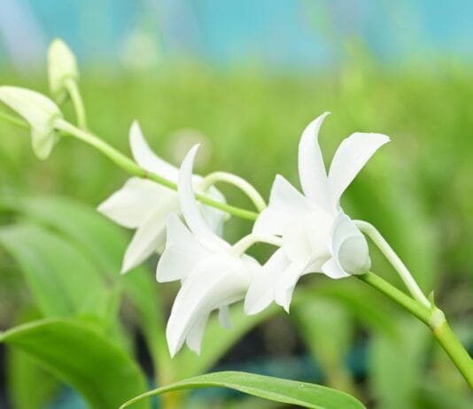 राजनांदगांव : फूलों की खेती से साक्षी को लगभग 8 से 10 लाख रूपए का होगा मुनाफा…