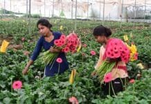 राजनांदगांव : जरबेरा की खेती से गिरीश को सालाना 20 से 25 लाख रूपए तक का हो रहा मुनाफा…