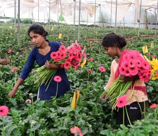 राजनांदगांव : जरबेरा की खेती से गिरीश को सालाना 20 से 25 लाख रूपए तक का हो रहा मुनाफा…