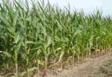 राजनांदगांव : कलेक्टर ने किसानों से रबी सीजन में कम पानी की आवश्यकता वाली फसलों को लगाने के लिए की अपील…