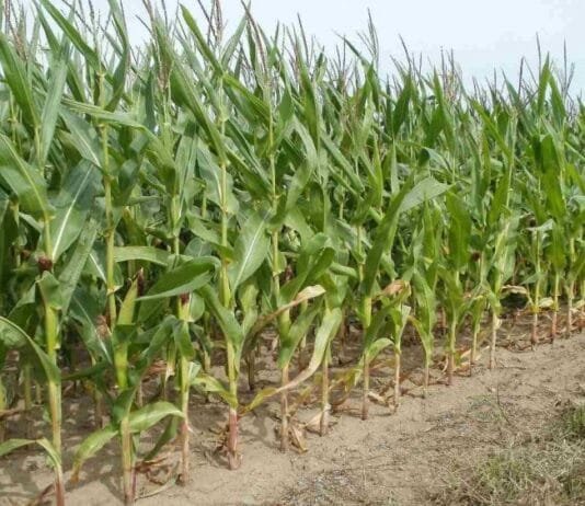 राजनांदगांव : कलेक्टर ने किसानों से रबी सीजन में कम पानी की आवश्यकता वाली फसलों को लगाने के लिए की अपील…