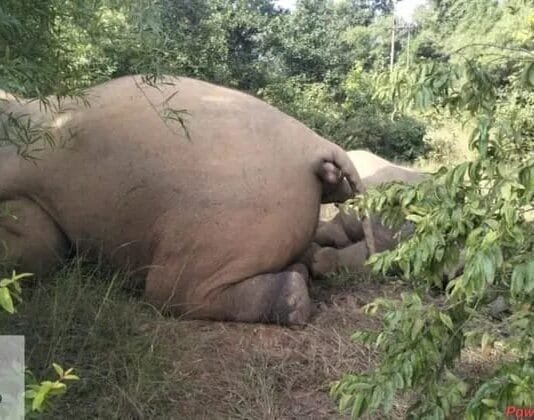 रायगढ़ ब्रेकिंग : करंट की चपेट मे आने से हाथी का परिवार खत्म…