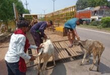 राजनांदगांव : मवेशी धर-पकड अभियान में हाईवे रोड से 8 मवेशी, कल ग्रामीण वार्डो से पकडे 14 मवेशी…