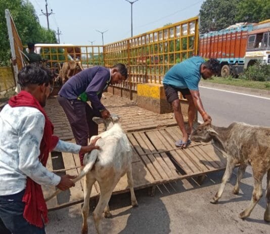 राजनांदगांव : मवेशी धर-पकड अभियान में हाईवे रोड से 8 मवेशी, कल ग्रामीण वार्डो से पकडे 14 मवेशी…