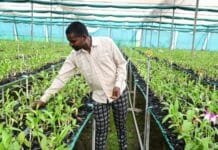 राजनांदगांव : फूलों की खेती से साक्षी को लगभग 8 से 10 लाख रूपए का होगा मुनाफा…