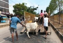 राजनांदगांव : मवेशी धर-पकड अभियान में निगम की टीम ने कल पकडे 9 मवेशी…