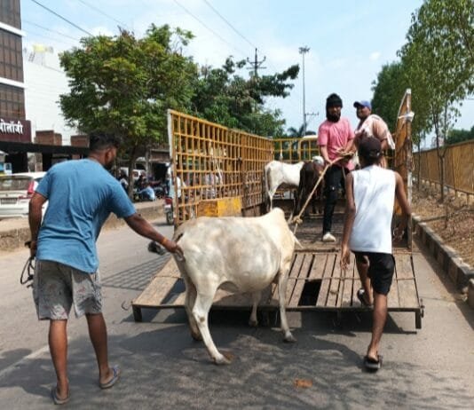 राजनांदगांव : मवेशी धर-पकड अभियान में निगम की टीम ने कल पकडे 9 मवेशी…