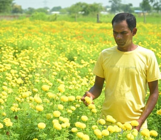 धमतरी : कम पानी और कम लागत में नोमेन्द्र कुमार साहू अर्जित कर रहे अधिक आमदनी…