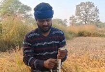 राजनांदगांव: खेत में धान की कटाई के दौरान मिला अजगर सांप…