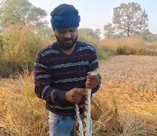 राजनांदगांव: खेत में धान की कटाई के दौरान मिला अजगर सांप…