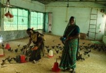 मोहला : मुर्गी पालन और बटेर पालन से महिला समूह गढ़ रही है अपने भविष्य के सपने…