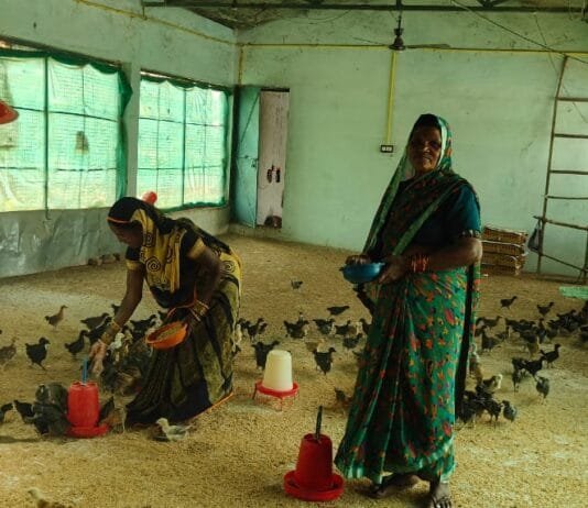 मोहला : मुर्गी पालन और बटेर पालन से महिला समूह गढ़ रही है अपने भविष्य के सपने…