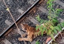 राजनांदगाँव : पैसेन्जर ट्रेन से टकराकर बाघ घायल, वन विभाग की मदद से किया गया रेस्क्यू…