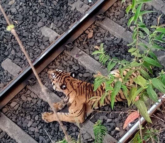 राजनांदगाँव : पैसेन्जर ट्रेन से टकराकर बाघ घायल, वन विभाग की मदद से किया गया रेस्क्यू…