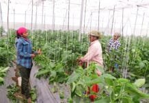 राजनांदगांव : हरे, लाल एवं पीले रंग के शिमला मिर्च की खेती से संवर रही किसानों की जिंदगी…