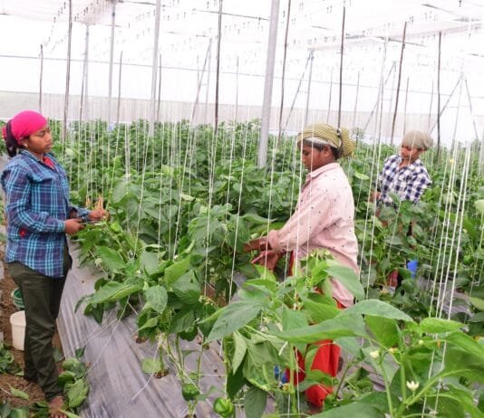 राजनांदगांव : हरे, लाल एवं पीले रंग के शिमला मिर्च की खेती से संवर रही किसानों की जिंदगी…