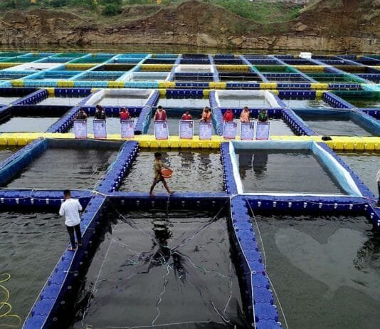 राजनांदगांव: आधुनिक तकनीक केज कल्चर से 150 स्थानीय बेरोजगार युवाओं एवं महिलाओं को मिला रोजगार…