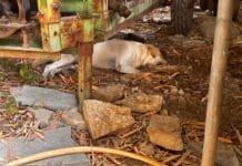 किंग कोबरा और दो डॉग के बीच जबर्दस्त फाइट…