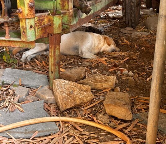 किंग कोबरा और दो डॉग के बीच जबर्दस्त फाइट…