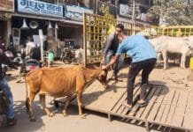 राजनांदगांव: मवेशी धर-पकड अभियान में निगम की टीम ने आज पकडे 9 मवेशी…