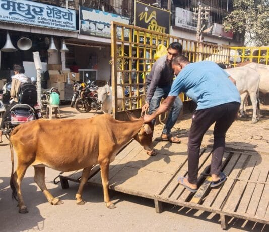 राजनांदगांव: मवेशी धर-पकड अभियान में निगम की टीम ने आज पकडे 9 मवेशी…