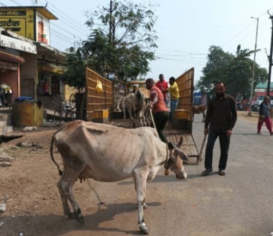 राजनांदगांव : मवेशी धर-पकड अभियान, निगम की टीम ने पकडे 8 मवेशी…