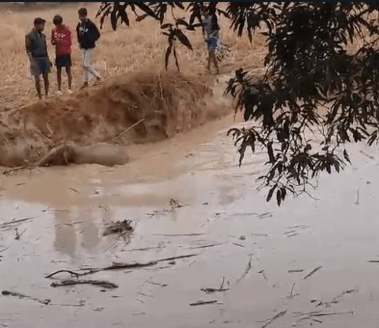 हाथी शावक को ग्रामीणों ने पानी में डूबने से बचाया…