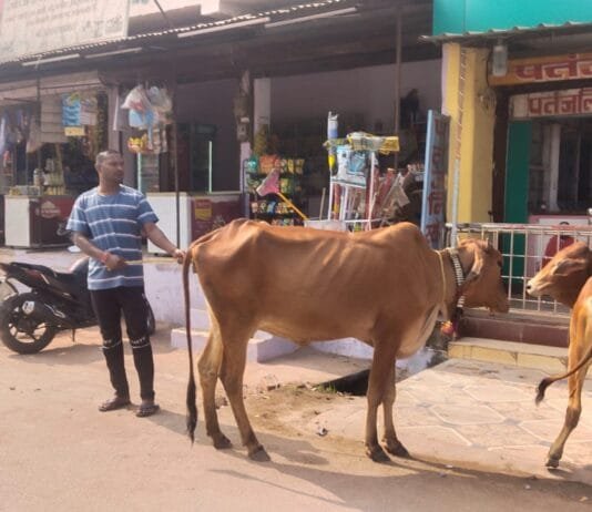 राजनांदगांव : नगर निगम का मवेशी धर-पकड अभियान…